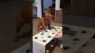 Luna The Dachshunds Hilarious Box Game Adventure