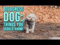 Bolognese Dogs: What you need to know! の動画、YouTube動画。