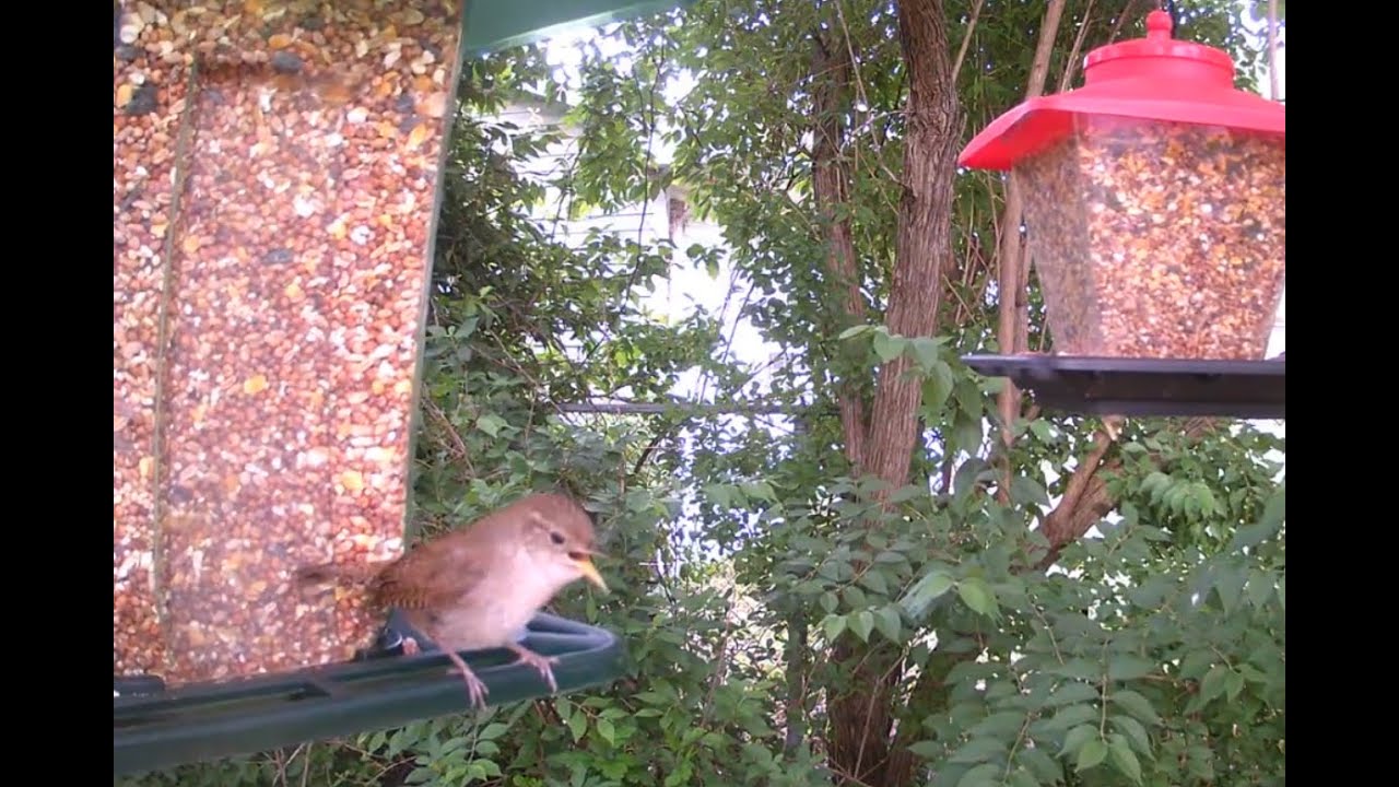 House Wren Call Bird Watching YouTube