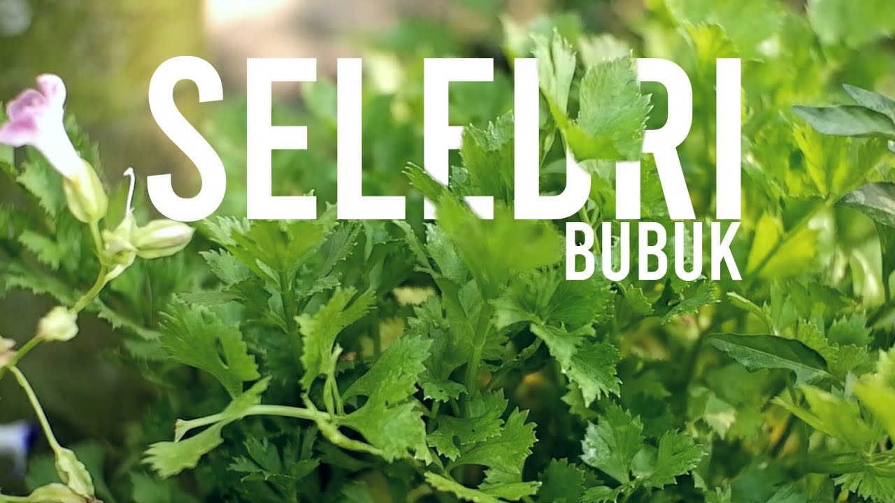 Mengeringkan Daun Seledri - Membuat Bubuk Seledri | How to make a ...