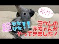 【えとぴりかOSAKA】超ヒナヒナ！第2弾！ヨウムのベイビーがやってきたよ！【ヨウム・GrayParrot】