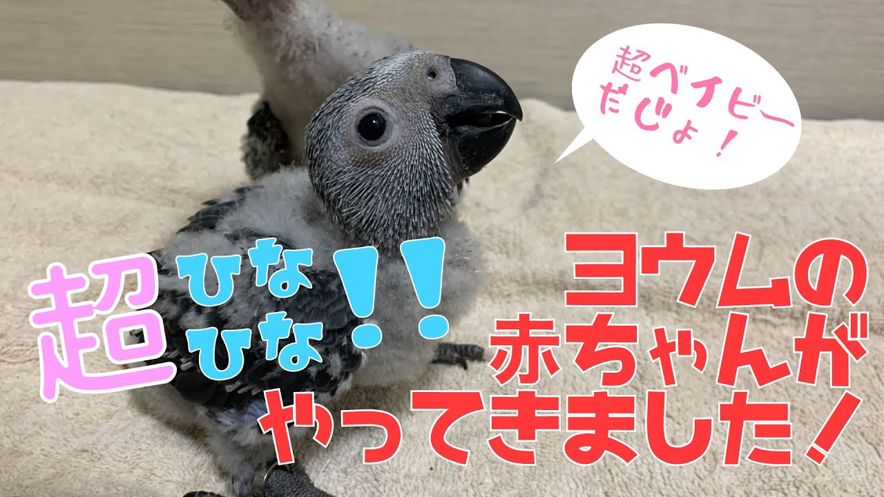 Etopirika OSAKA] Super Chicks! Part 2! A baby Grey Parrot has