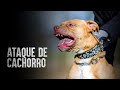 Como sobreviver a um ataque de cachorro?