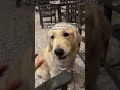 $8 for him to be happy