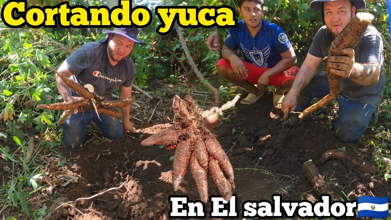 Nos vamos a travajar cortando YUCA en El Salvador