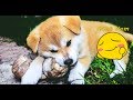 Best Funniest Akita Inu Compilation 2017 TRY NOT TO LAUGH