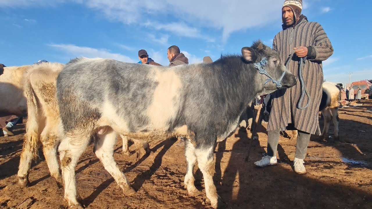 فصباح أربعاء فسوق مكناس 2026/2/18 لحوالى ونعجة وبقرات وعجول وعجلات 