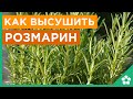 Как высушить Розмарин и сохранить его