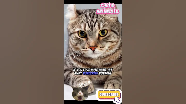 Video 11842801: american curl cat, funnycats cutecats, adorable felines, cutest feline, felines show