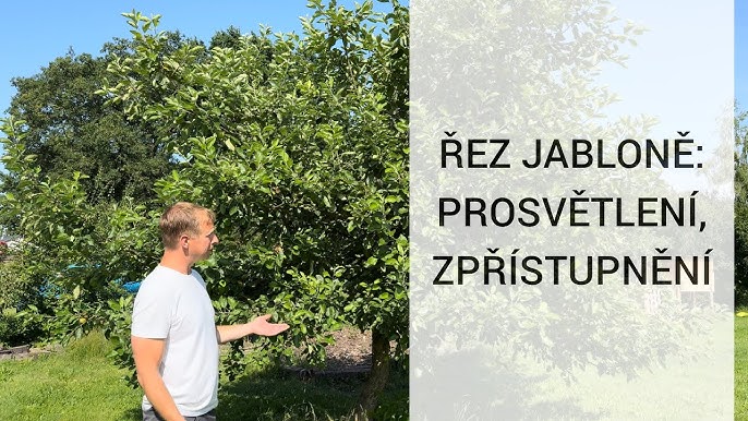 Jak Prorezat Jablone