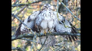 De blonde buizerd van de Broekpolder in Vlaardingen - Common Buzzard