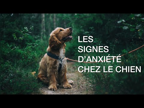 L'ANXIÉTÉ chez le