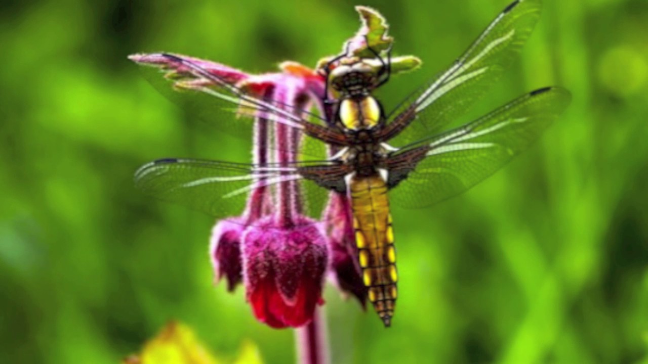 Daisies by Rachmaninoff YouTube