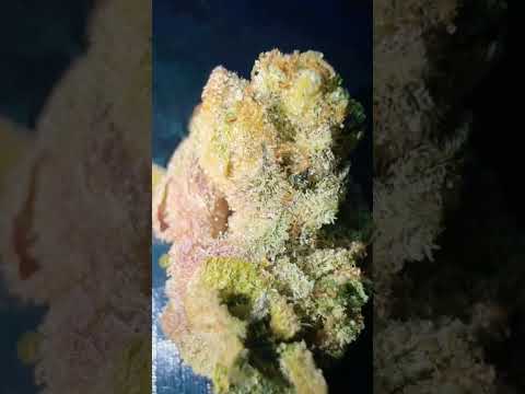 Green Karat - PaveS1 🔥 #medicalcannabis #cannabiscommunity by The Medical Man