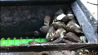 LWC Auger Buckets | 5