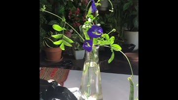 Lợi ích của hoa đậu biếc đối với sức khỏe con người