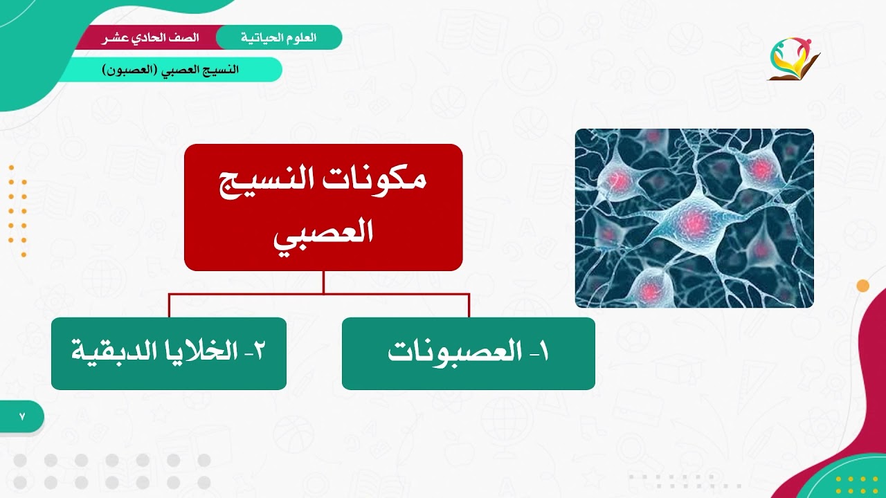 العلوم الحياتية 11 - الفصل 1 | النسيج العصبي (العصبون)