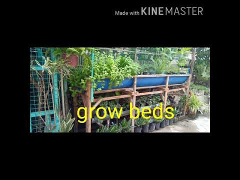 aquaponics set up in bantayan island, cebu part 2