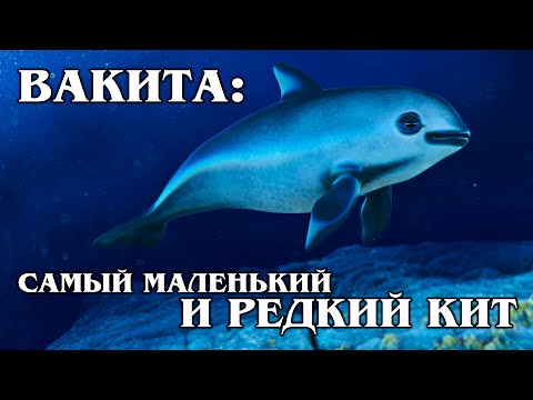 CALIFORNIA PORPOISE: The Vaquita is the world&rsquo;s smallest and rarest whale | About marine life