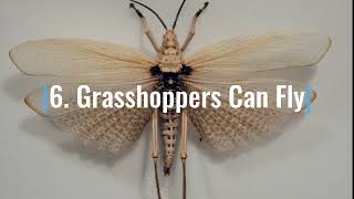 Fascinating Facts About Grasshoppers