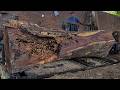 Extreme Giant Trembesi Wood Cutting 🔥 Massive Cracks and Dangerous Splits 😨