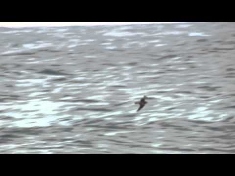 Arctic Skua Attacks Tern - hits the sea