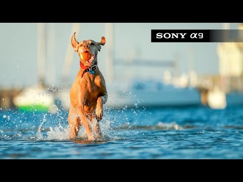 Sony A9 Review