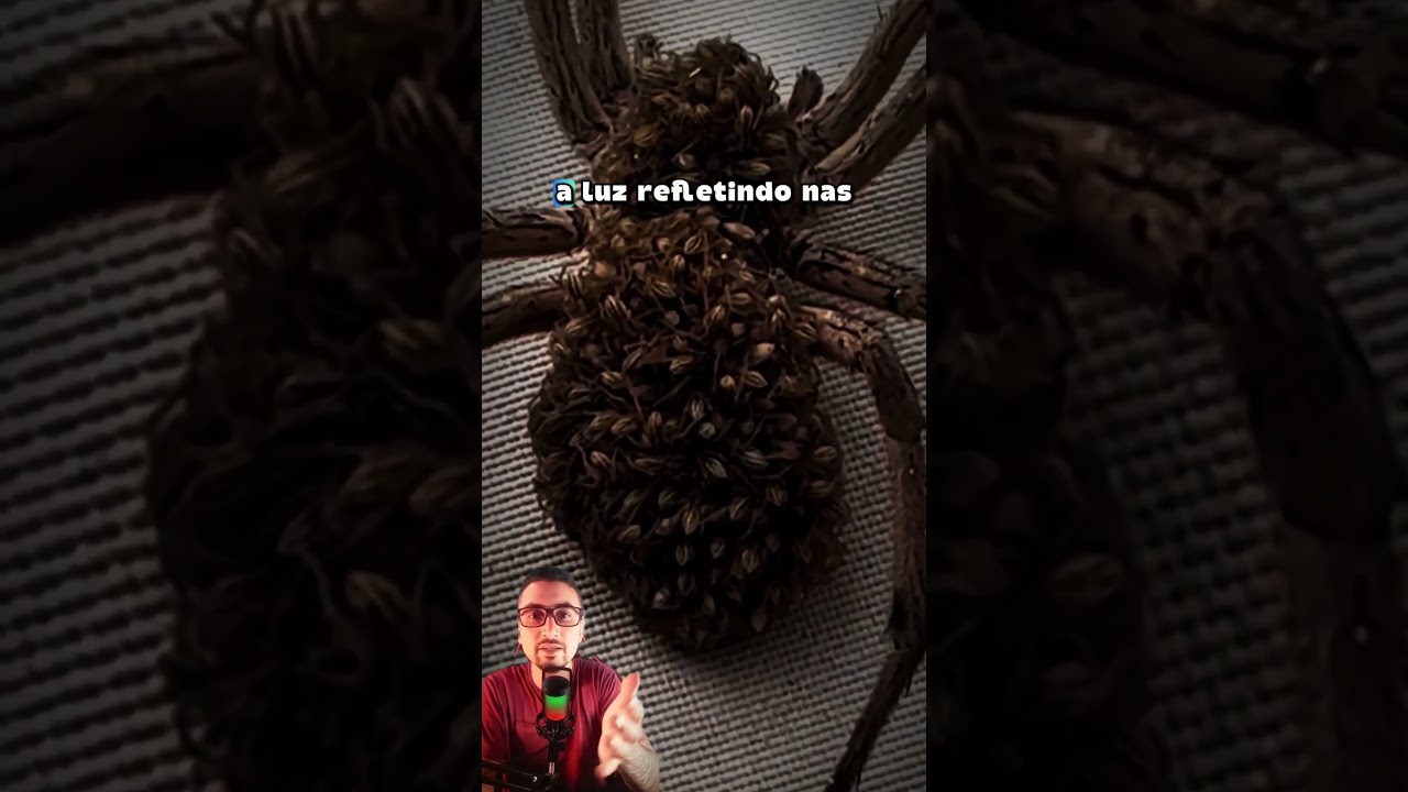 ARANHA-LOBO: nunca esmague! 