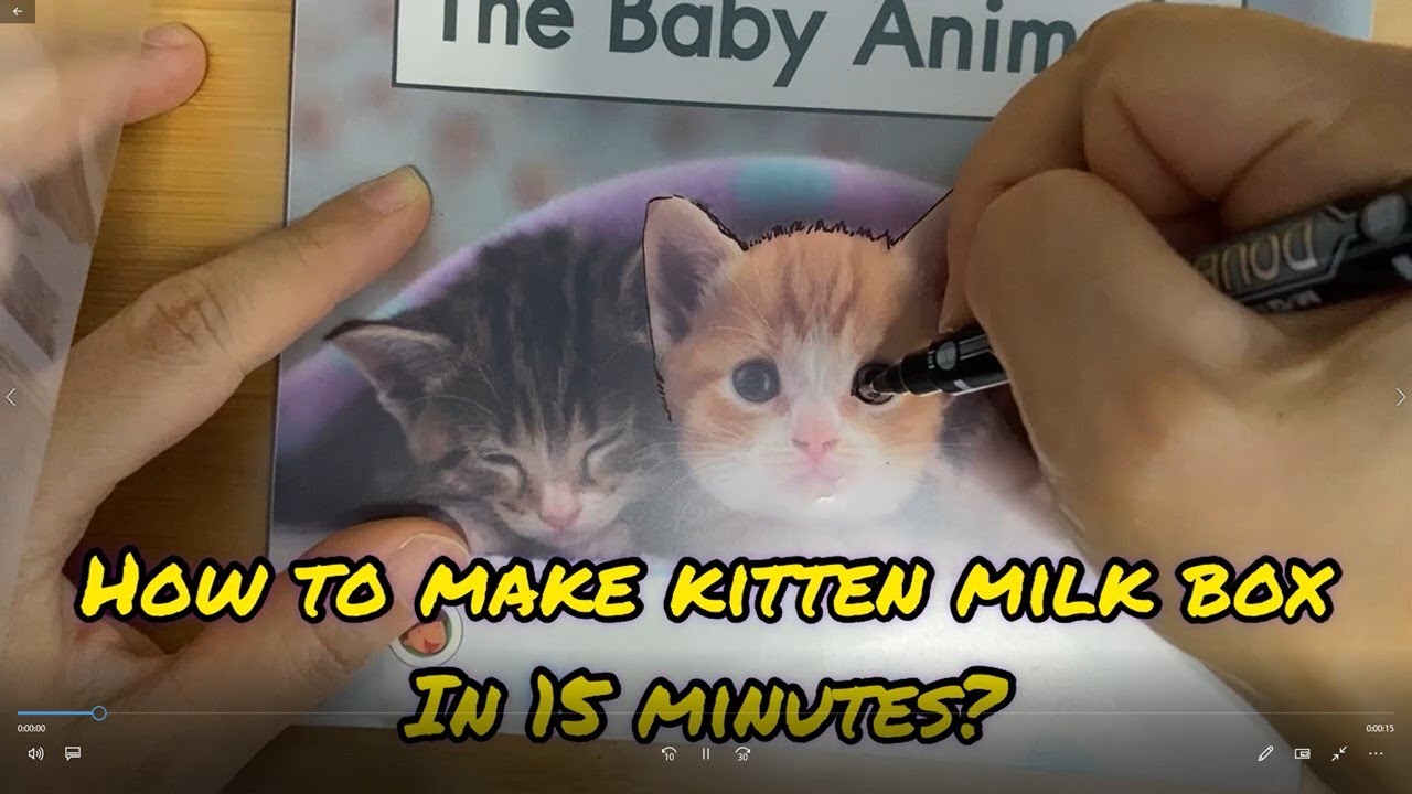 How to make kitten milk box in 15 mins?kitten love 小貓咪 愛 pet 萌寵