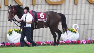 馬っ気を出すサラブレッドにつき閲覧注意、人間の女性に興奮！？牝馬がいないのに　京都競馬場　第６４回京都新聞杯