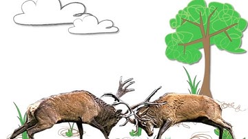 Understanding Evolution - Sexual Selection