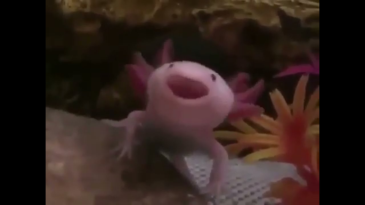 ウーパールーパー The Bark Of A Wooper Looper Youtube