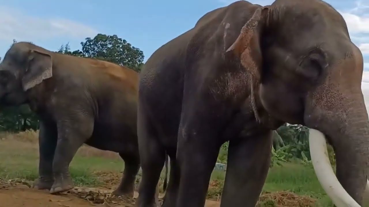 แต่งงานแล้ว-พลายหนุ่มเสก❤️พังส่องหล้า เข้าพิธีวิวาห์