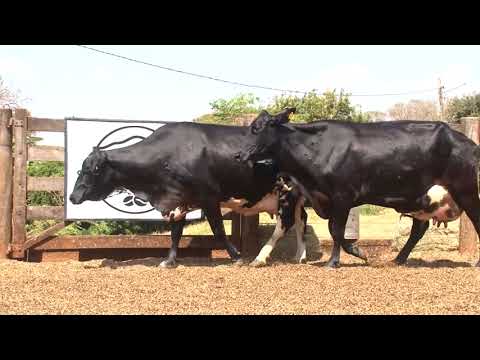 LOTE 29   169   45    2º LEILÃO VIRTUAL DA FAZENDA SANTO AMARO   DIA 28 DE AGOSTO   14HS REMATEWEB P