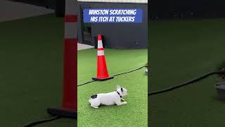 Full Scratch that Itch #frenchbulldoglovers #frenchbulldog  #wholetthedogsout #winstonsalem Update