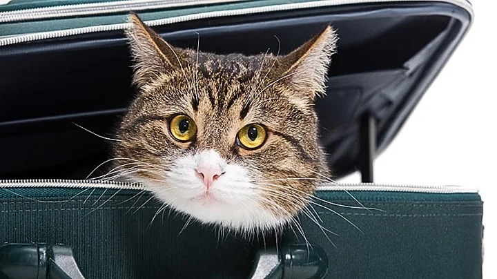 Traveling with Cats: 5 Tips for a Stress-Free Journey