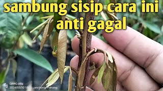 cara sambung sisip durian yang mudah dan simpel