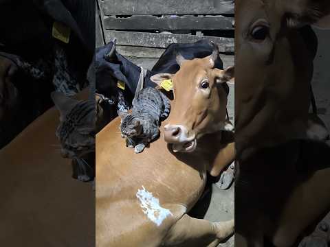 লাক্সমির গায়ে কে বসে আছে দেখুন#cow#shorts#youtubeshorts#Hello Andaman