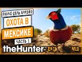 theHunter Call of the Wild #1 🦃 - ОХОТА НА ФАЗАНОВ С СОБАКОЙ - Охота в Пустыне (2021)