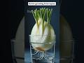 This Onion Came Back to Life! 🌱 Incredible Root & Shoot Timelapse” ✅
