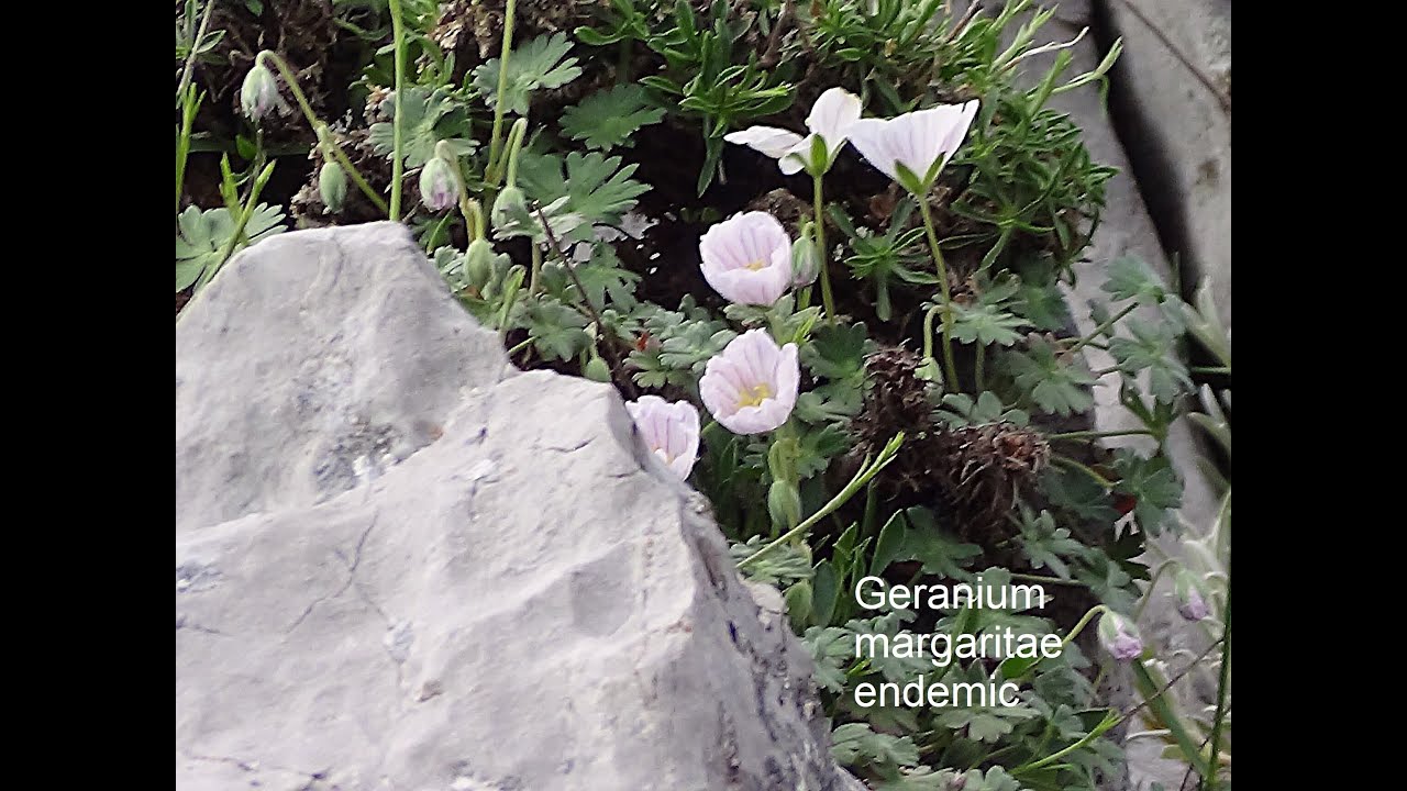 Κιθαιρώνας Χλωρίδα. Ενδημικά και Σπάνια .  Kitheronas Mount. Endemic and Rare .  Greece