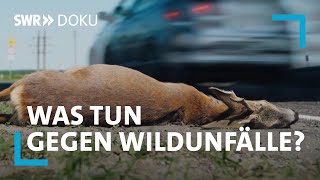 Stop Roadkill! Tod im Sekundentakt - Was tun gegen Wildunfälle? | SWR Doku