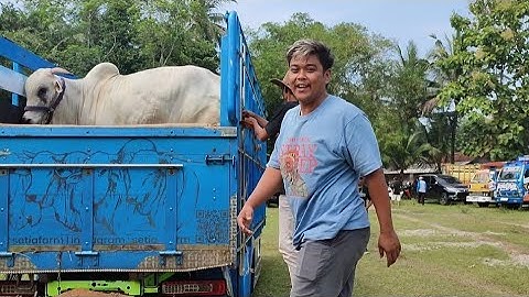 Mas Hermawan Setiafarm Datang Ke Kontes Sapi PO Kebumen