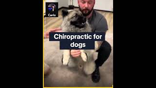 Chiropractic for Dogs