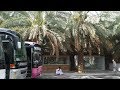 Финиковые пальмы в городе Медина. Аравийский полуостров.