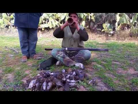 الزكرة تتكلم يا معلم