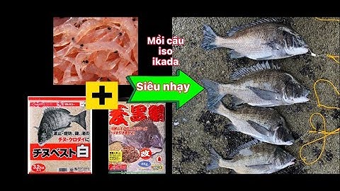 Cách làm mồi câu ikada, câu iso siêu nhạy | GĐCT