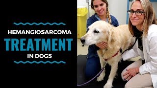 Hemangiosarcoma Treatment in Dogs: Vlog 86