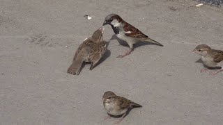 House sparrow feeding fledgling by Bird documentaries 1,010 views 7 months ago 1 minute, 7 seconds