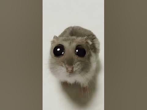 хомяк 🐹 - YouTube